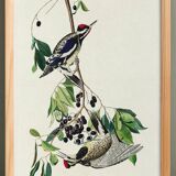 Poster about the Yellow-bellied Woodpecker, based on an old engraving from 1827.