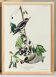 Poster about the Yellow-bellied Woodpecker, based on an old engraving from 1827.