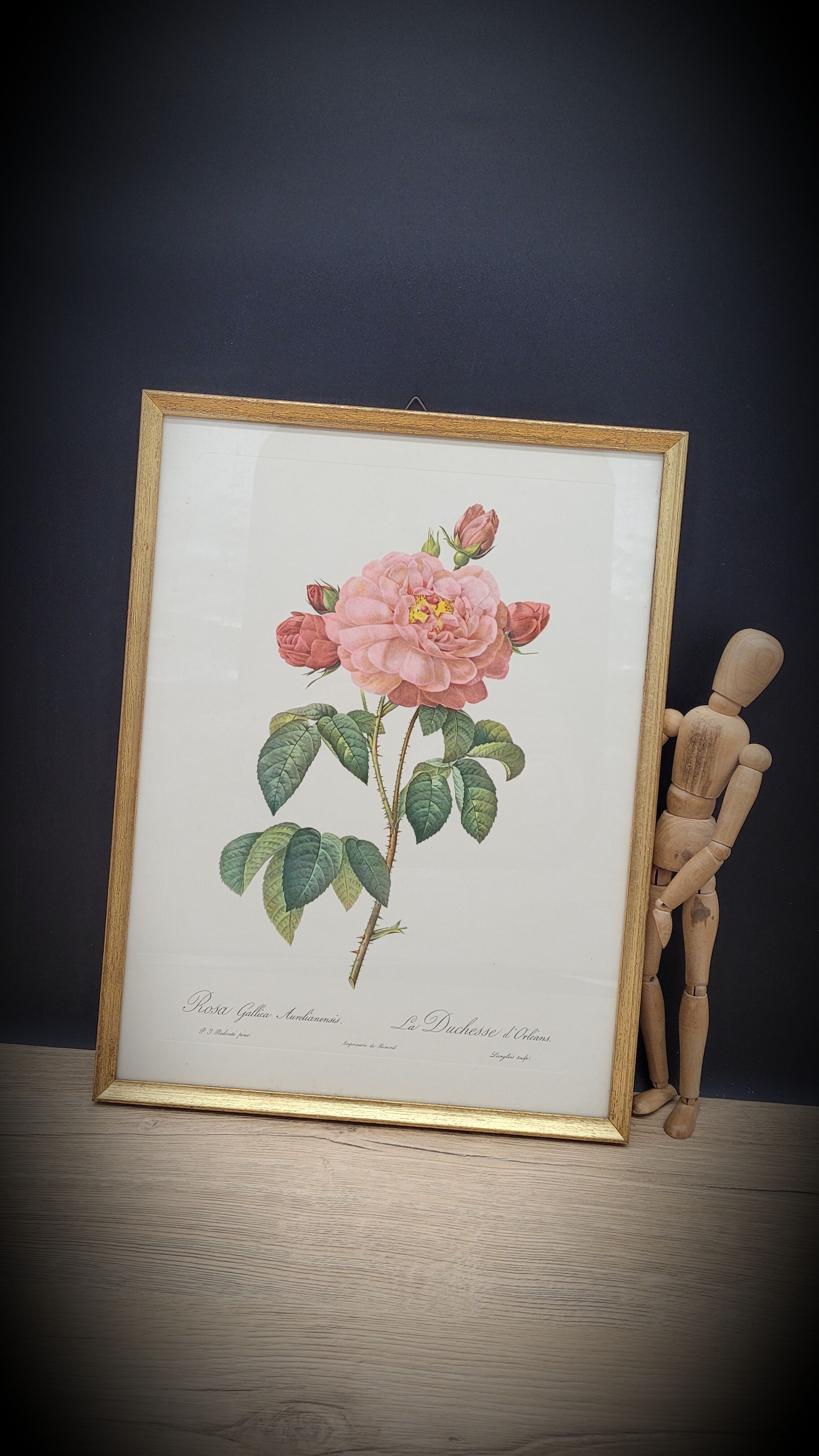 Frame lithograph Rosier Duchesse d'Orléans