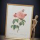 Frame lithograph Rosier Duchesse d'Orléans
