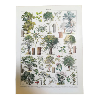 Lithograph on trees from 1928 "linden"