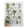 Lithographie sur les arbres de 1928 "tilleul"