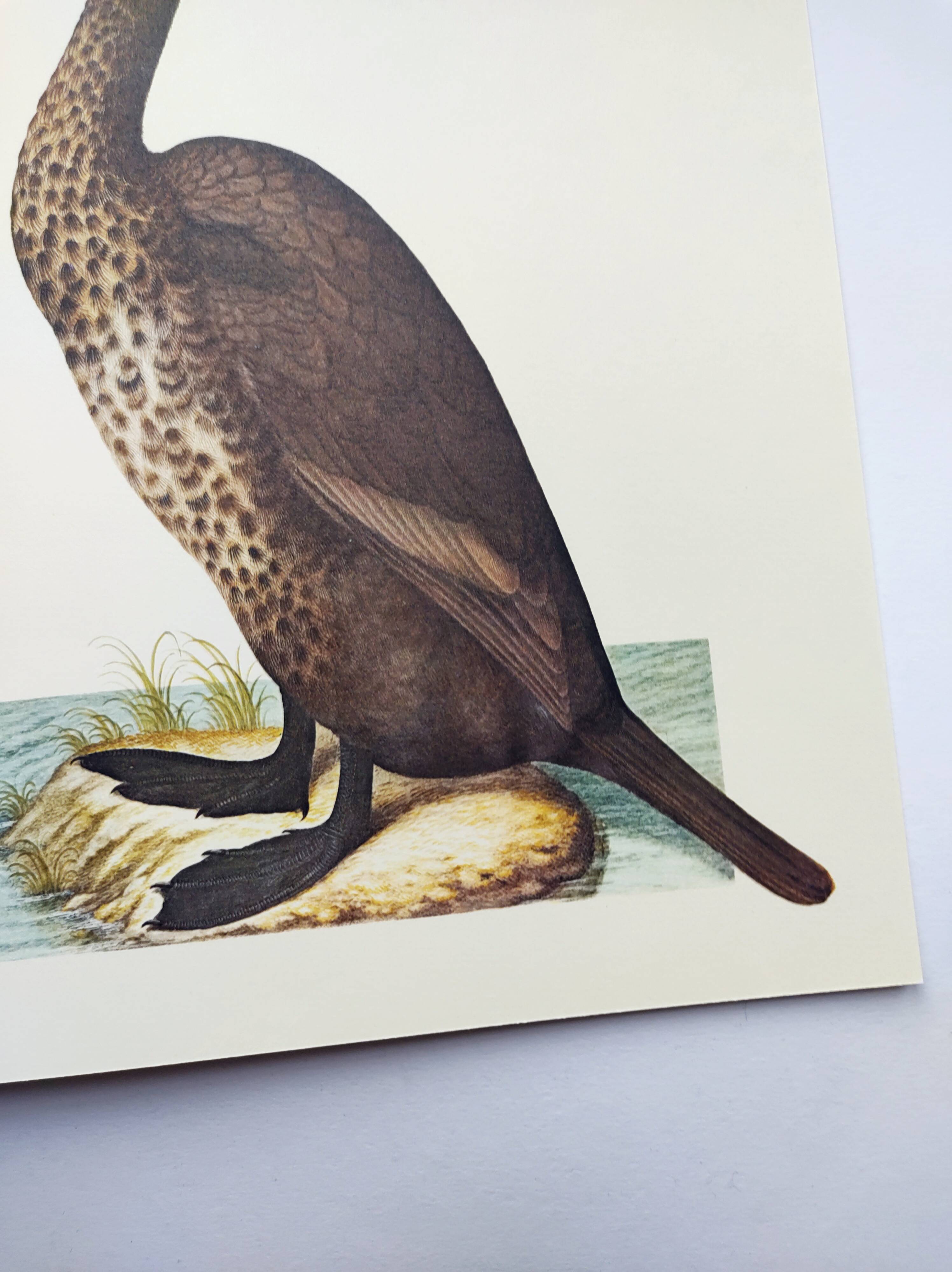 Old board -Great Cormorant- Vintage zoological and ornithological illustration - Bird