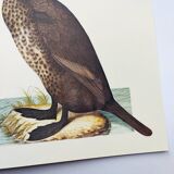 Old board -Great Cormorant- Vintage zoological and ornithological illustration - Bird