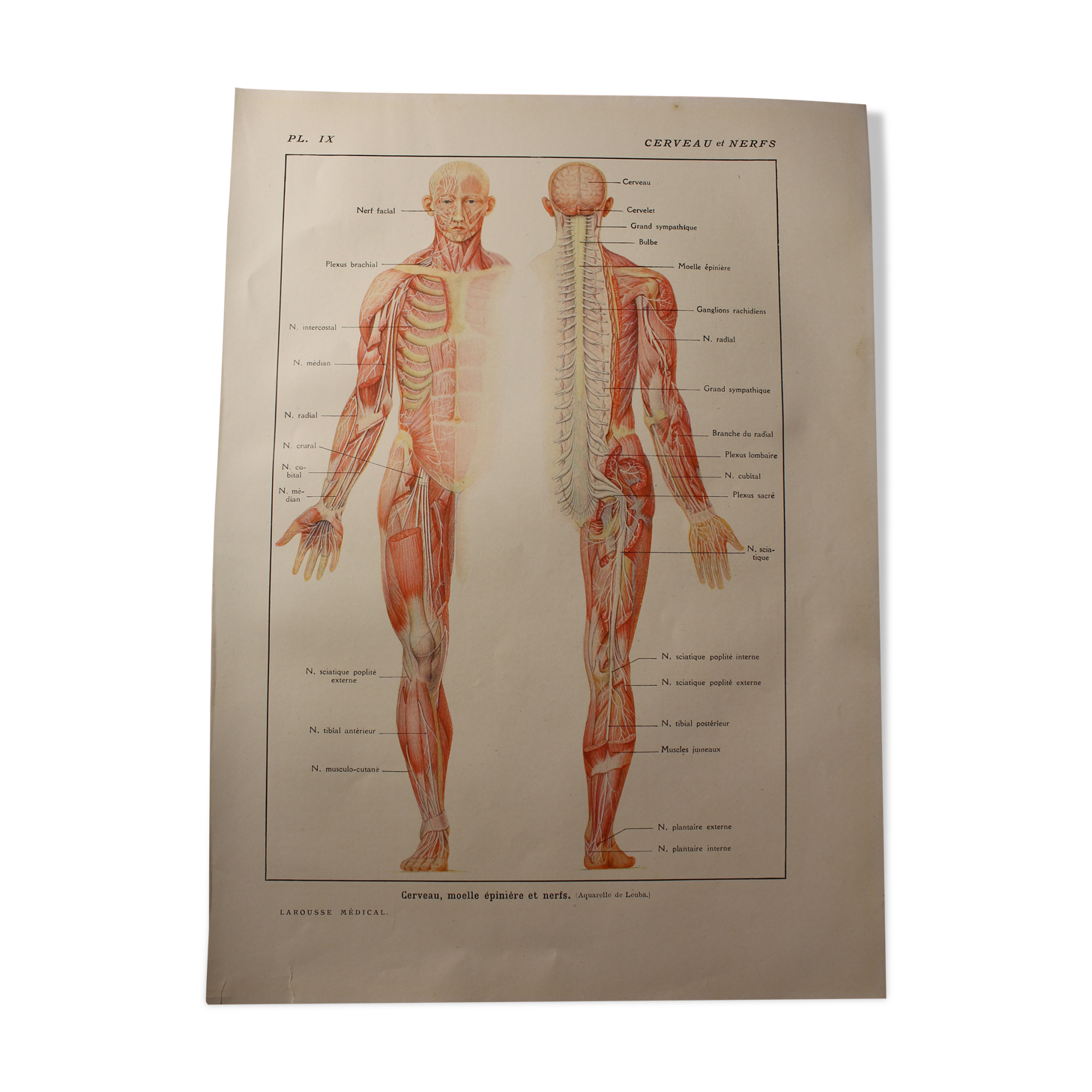 Medical board anatomy the brain and nerves