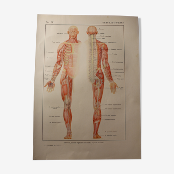 Planche médicale anatomie le cerveau et nerfs