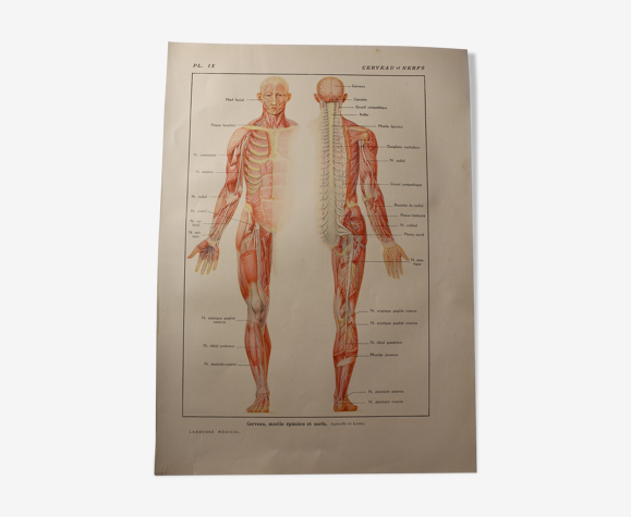 Planche médicale anatomie le cerveau et nerfs