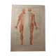 Planche médicale anatomie le cerveau et nerfs