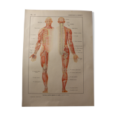 Planche médicale anatomie le cerveau et nerfs
