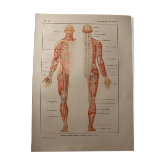 Medical board anatomy the brain and nerves
