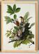Poster about the American blackbird, based on an old engraving from 1827.