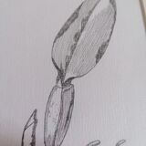 Botanical style orchid drawing.