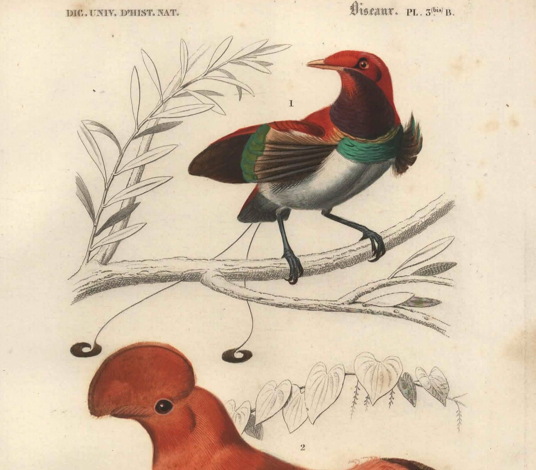 Antique engraving, 1849 - Manuscript and Rooster of the Rock by E. Travies
