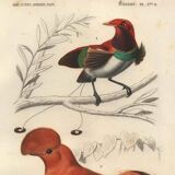 Antique engraving, 1849 - Manuscript and Rooster of the Rock by E. Travies