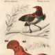 Antique engraving, 1849 - Manuscript and Rooster of the Rock by E. Travies