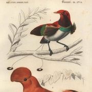 Antique engraving, 1849 - Manuscript and Rooster of the Rock by E. Travies