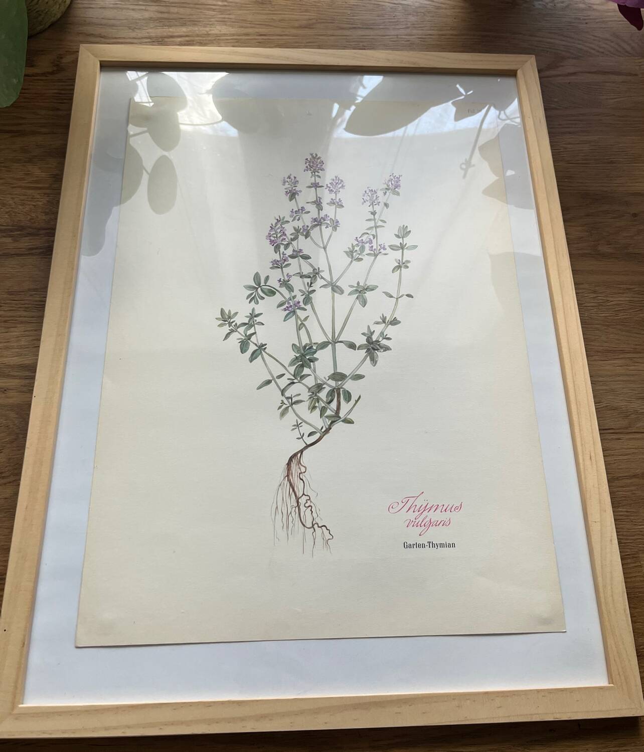 Thyme plant poster