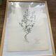 Thyme plant poster