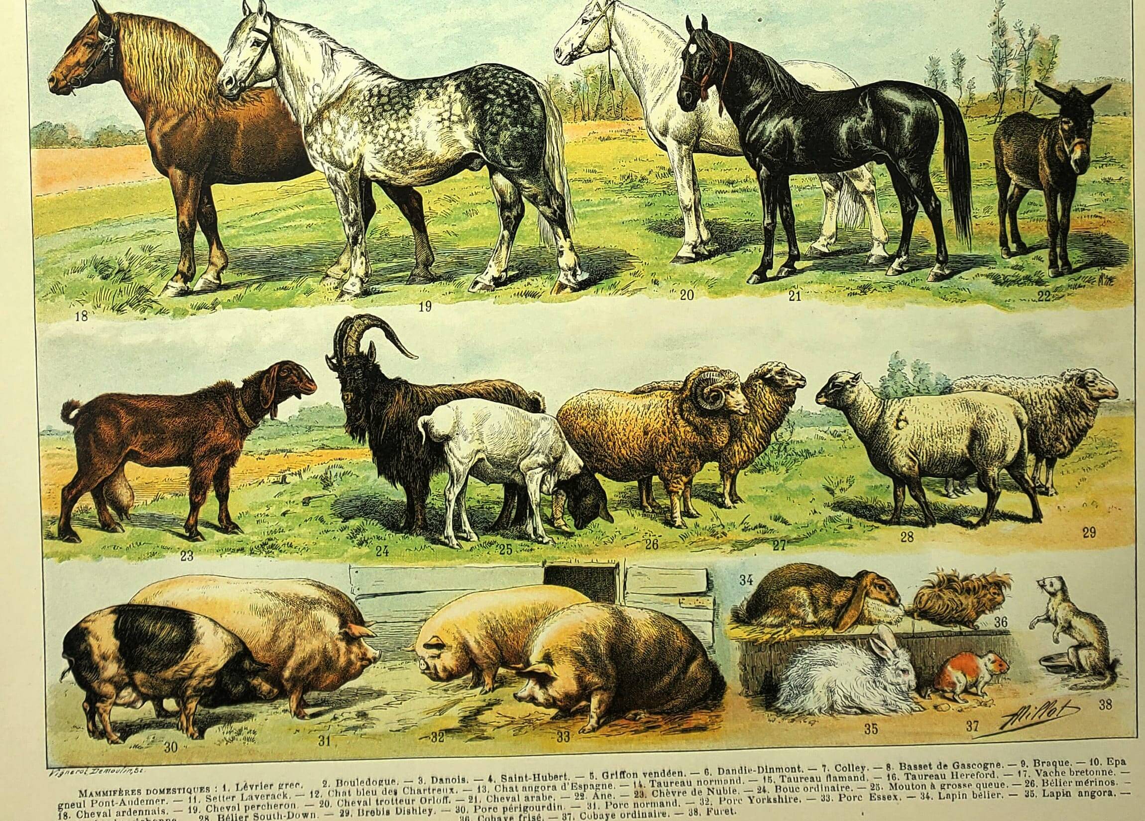 Antique engraving 1897 - Mammals 4, animals, zoology