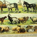 Gravure ancienne 1897 - Mammifères, animaux, zoologie