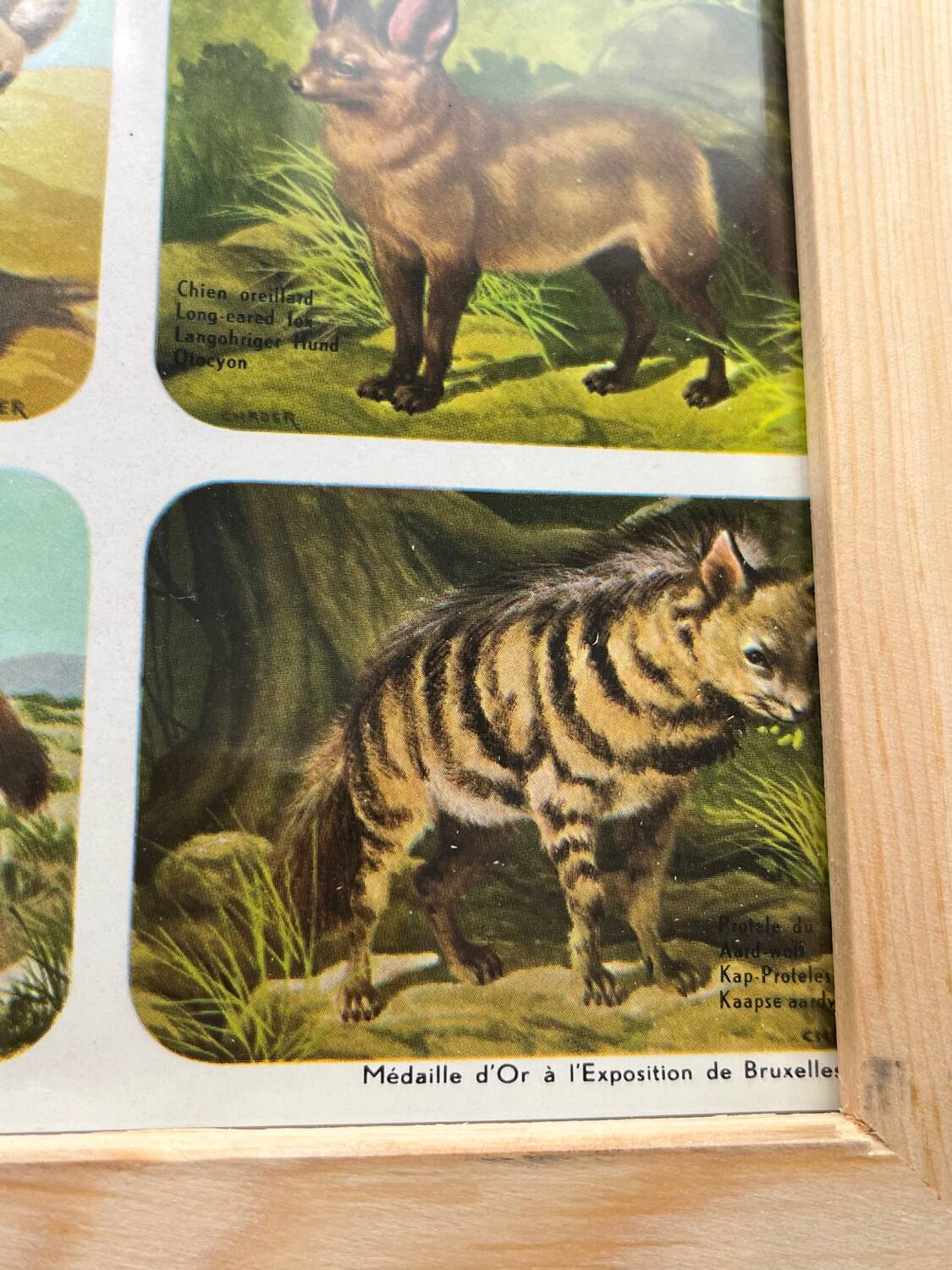 Affiche animalière ancienne