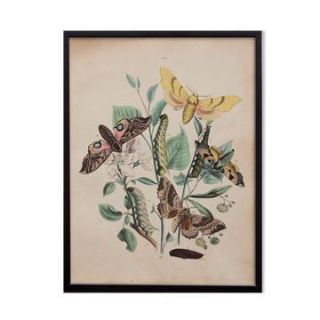 Illustration vintage animal engraving 1850
