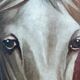 Peinture à l'huile vintage originale de cheval blanc, portrait équestre signé.