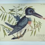 Old bird engraving -The Alcyon- Ornithological plate by Seligmann & Catesby. 1973