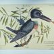 Old bird engraving -The Alcyon- Ornithological plate by Seligmann & Catesby. 1973