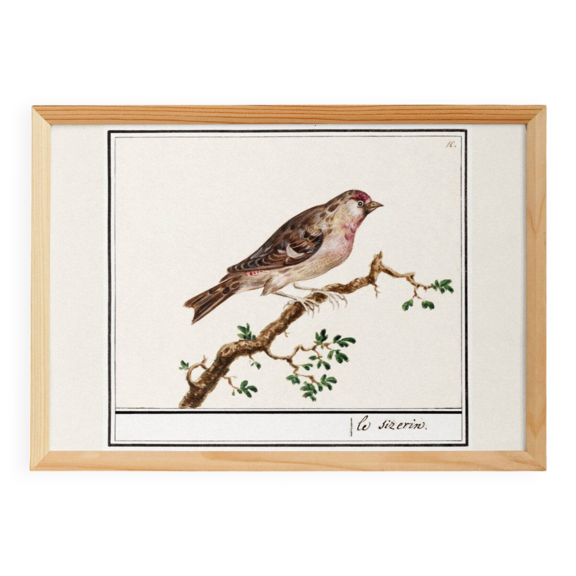 Small poster on the redpoll, after an old engraving from 1610.