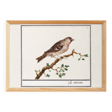 Small poster on the redpoll, after an old engraving from 1610.