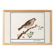 Small poster on the redpoll, after an old engraving from 1610.