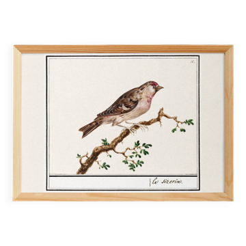 Small poster on the redpoll, after an old engraving from 1610.