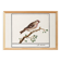 Small poster on the redpoll, after an old engraving from 1610.