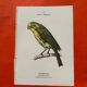 Botanical engraving birds double sided naturalist board