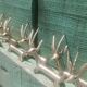 Solid brass knife holder gazelle antelope