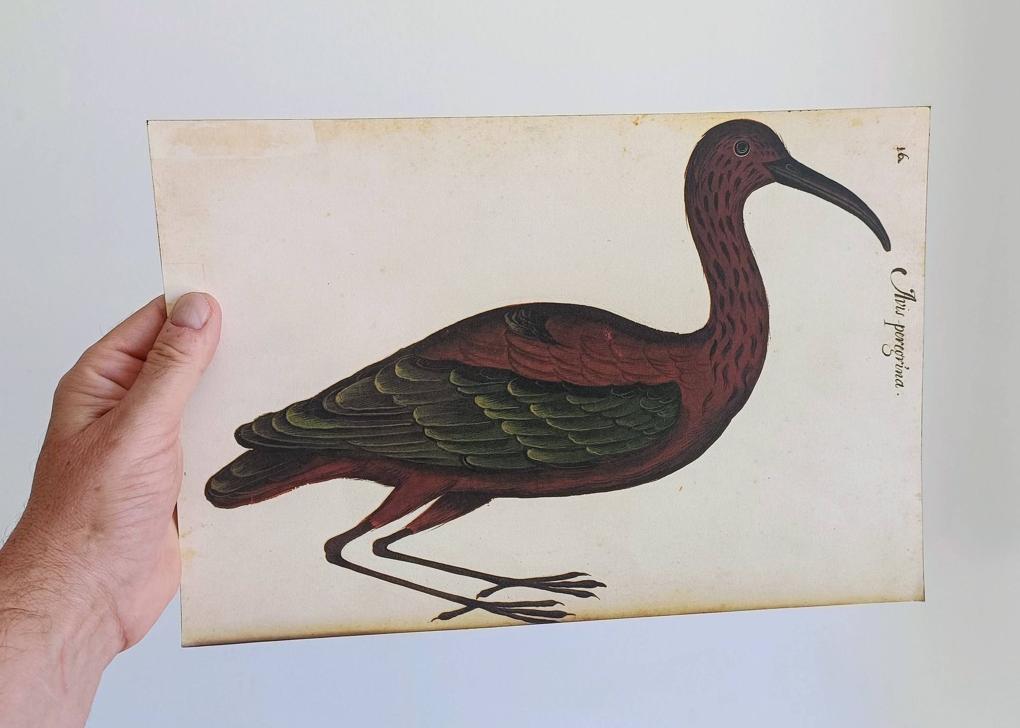Paire de reproductions du Codex Pomar d'Histoire Naturelle, Valence, 1990