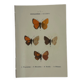 🦋 Botanical Plate Engraving of a Butterfly, 19th Century Naturalist