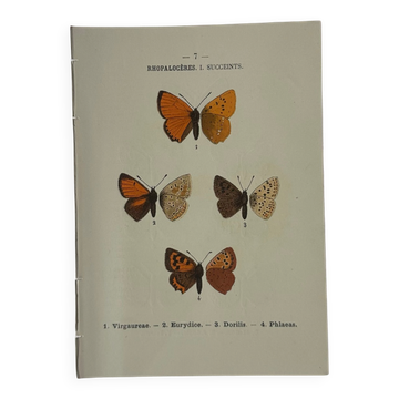 🦋 Botanical Plate Engraving of a Butterfly, 19th Century Naturalist