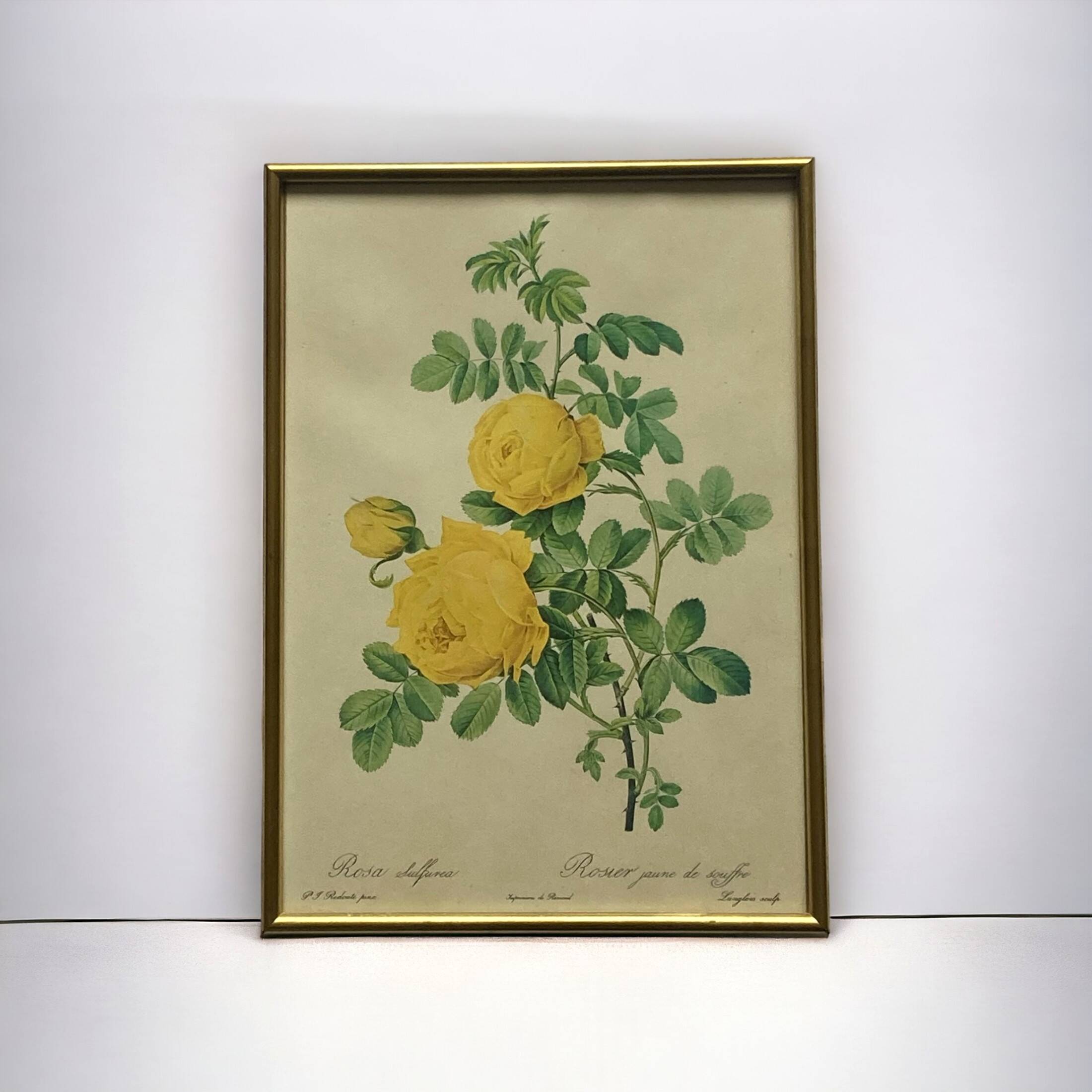 Old yellow rose lithograph framed under glass Remond printing house ACC-7059