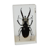 Inclusion in lucan beetle resin