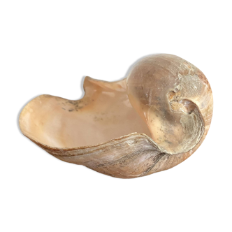 Cymbium volute shell from Senegal, 1970s