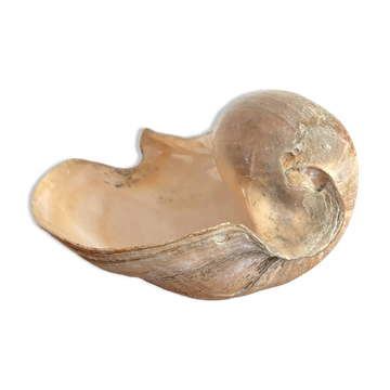 Cymbium volute shell from Senegal, 1970s