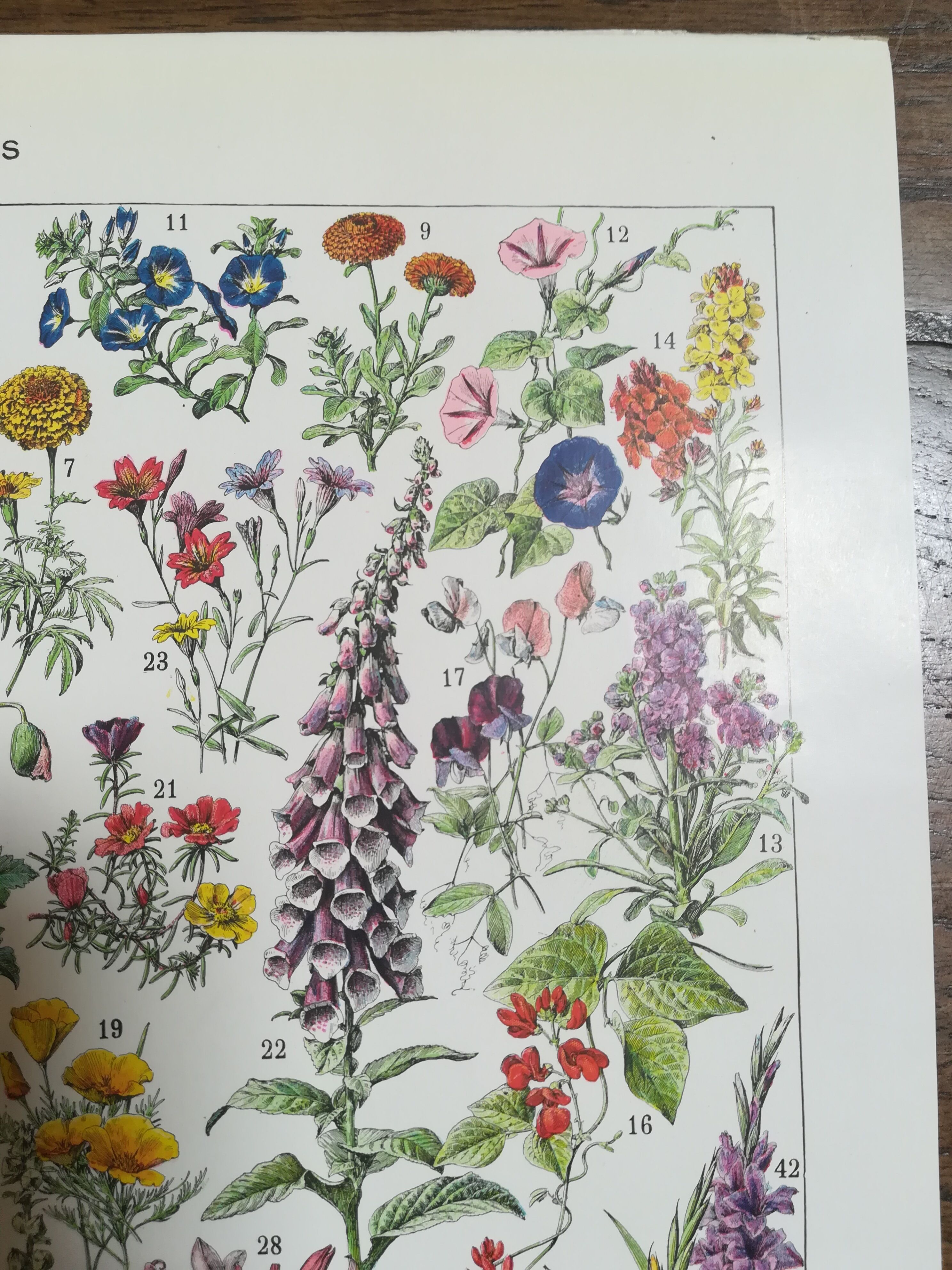 Lithograph on flowers from 1928 (amaranth)