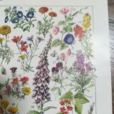 Lithograph on flowers from 1928 (amaranth)