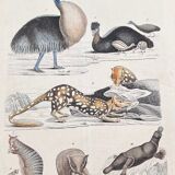 Poster (lithograph) platypus and others