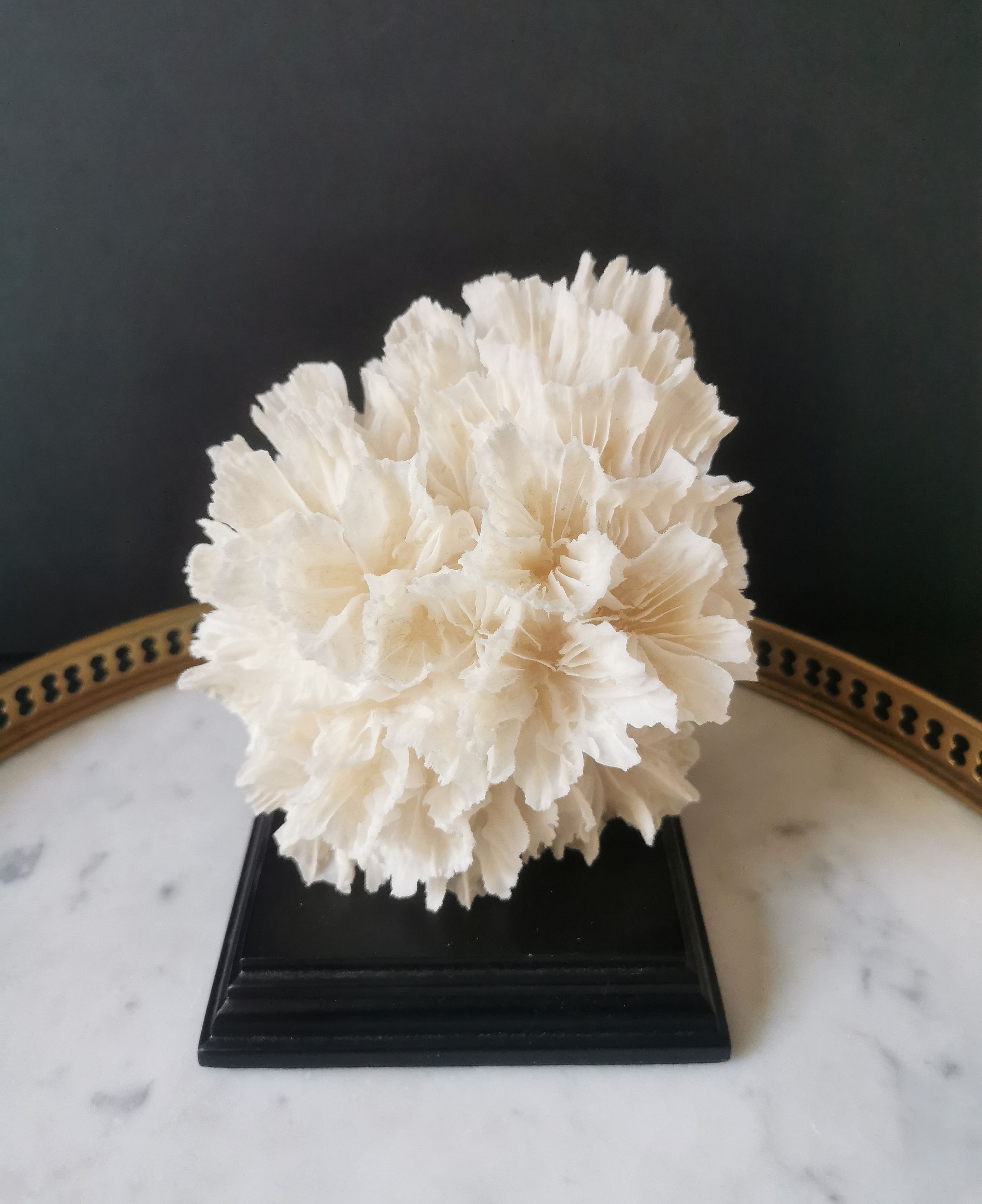 Old coral lace on black wood base. h. 12.5cm