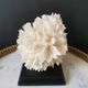 Old coral lace on black wood base. h. 12.5cm