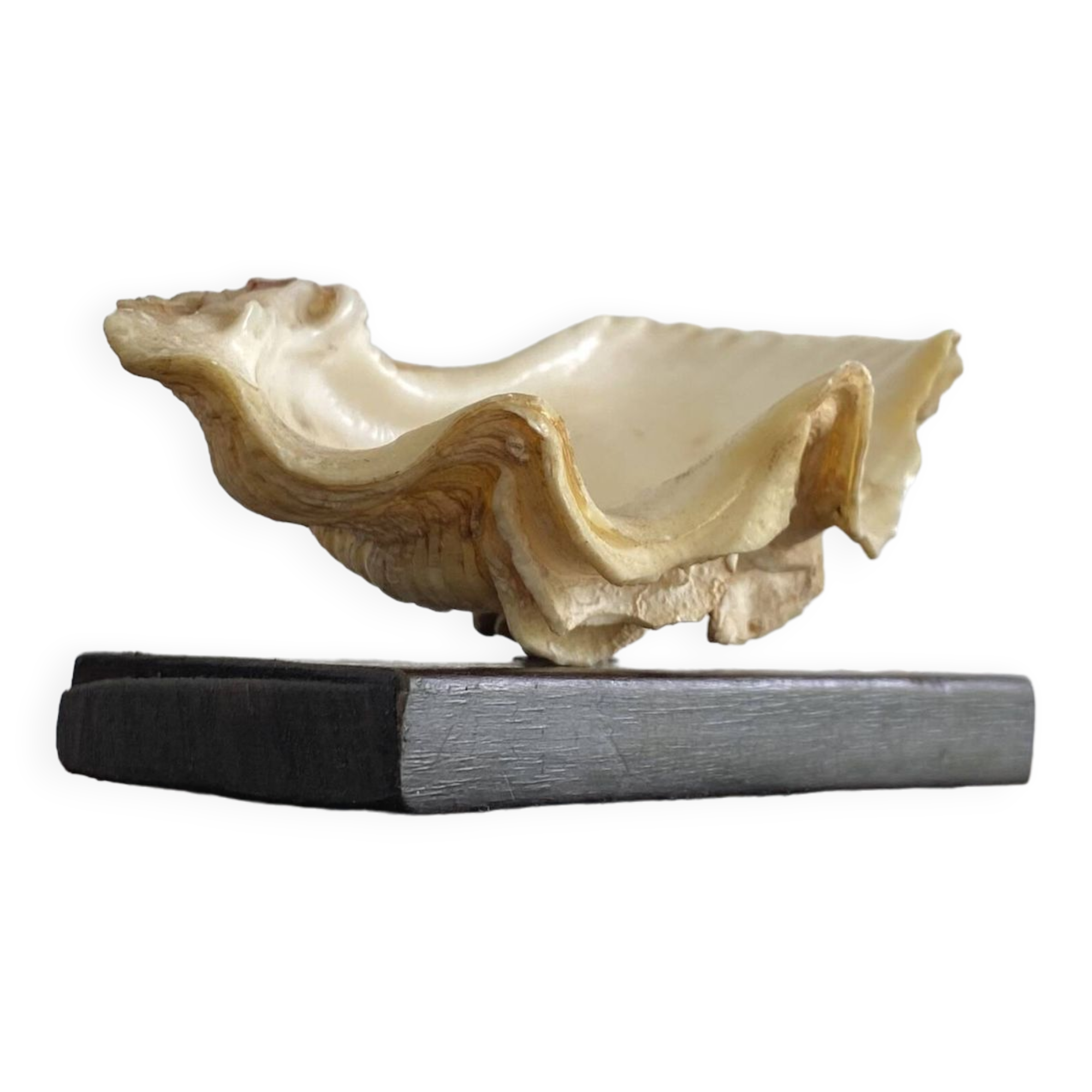Shell on base, cabinet of curiosities
