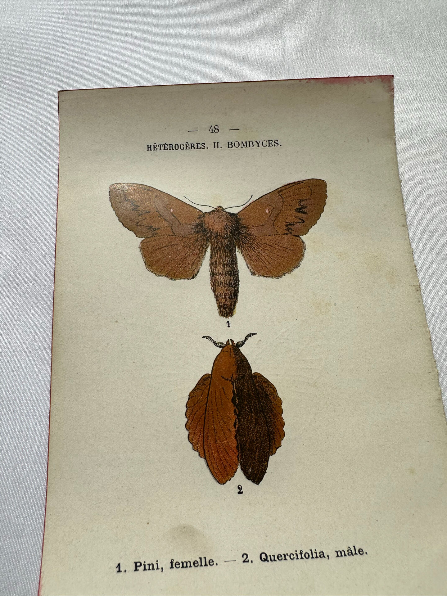 Naturalist engraving Butterfly 19th-century original botanical poster 1800